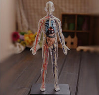 Modelo cuerpo humano desmontable esqueleto y sistema circulatorio humano transparente 4D
