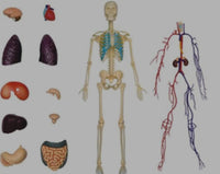 Modelo cuerpo humano desmontable esqueleto y sistema circulatorio humano transparente 4D
