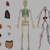 Modelo cuerpo humano desmontable esqueleto y sistema circulatorio humano transparente 4D