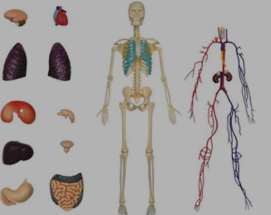 Modelo cuerpo humano desmontable esqueleto y sistema circulatorio huma
