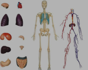 Modelo cuerpo humano desmontable esqueleto y sistema circulatorio humano transparente 4D