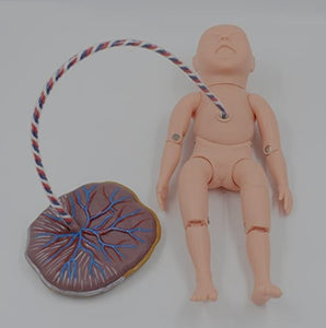 Modelo bebe recien nacido con cordon umbilical con placenta neonatal