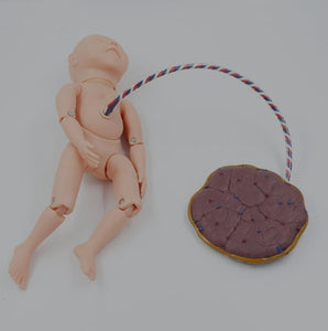 Modelo bebe recien nacido con cordon umbilical con placenta neonatal