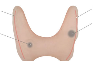 Simulador ultrasonido de glandula Tiroides