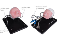 Simulador para endoscopia nasal - craneo
