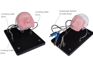 Simulador para endoscopia nasal - craneo