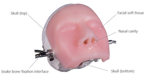 Simulador para endoscopia nasal - craneo