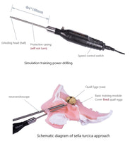 Simulador para endoscopia nasal - craneo
