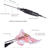 Simulador para endoscopia nasal - craneo