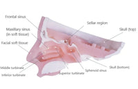 Simulador para endoscopia nasal - craneo
