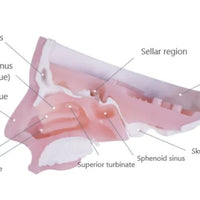 Simulador para endoscopia nasal - craneo