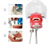 Simulador Dental - Desmontable
