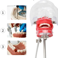 Simulador Dental - Desmontable