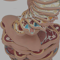 Modelo de seccion transversal horizontal torso desmontable humano 24 Capas