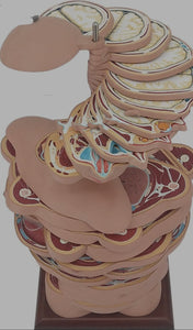 Modelo de seccion transversal horizontal torso desmontable humano 24 Capas