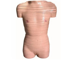 Modelo de seccion transversal horizontal torso desmontable humano 24 Capas