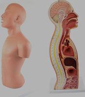 Modelo anatomico de seccion transversal torso nasogástrico 3D detallado
