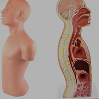 Modelo anatomico de seccion transversal torso nasogástrico 3D detallado