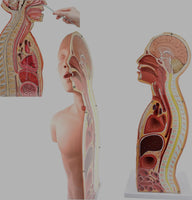 Modelo anatomico de seccion transversal torso nasogástrico 3D detallado
