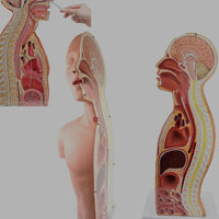 Modelo anatomico de seccion transversal torso nasogástrico 3D detallado