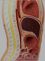 Modelo anatomico de seccion transversal torso nasogástrico 3D detallado
