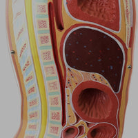 Modelo anatomico de seccion transversal torso nasogástrico 3D detallado