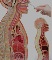 Modelo anatomico de seccion transversal torso nasogástrico 3D detallado
