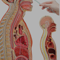 Modelo anatomico de seccion transversal torso nasogástrico 3D detallado