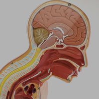 Modelo anatomico de seccion transversal torso nasogástrico 3D detallado
