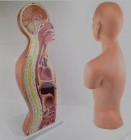 Modelo anatomico de seccion transversal torso nasogástrico 3D detallado
