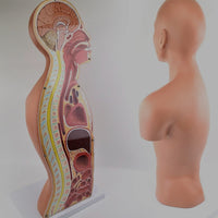 Modelo anatomico de seccion transversal torso nasogástrico 3D detallado