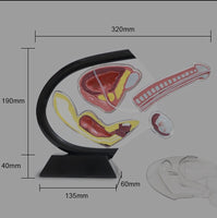 Modelo de anatomia de genitales masculinos - Pene transparente
