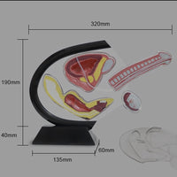 Modelo de anatomia de genitales masculinos - Pene transparente