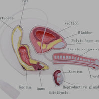 Modelo de anatomia de genitales masculinos - Pene transparente