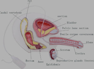 Modelo de anatomia de genitales masculinos - Pene transparente