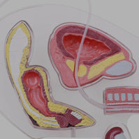 Modelo de anatomia de genitales masculinos - Pene transparente
