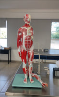 Anatomia Humana 
