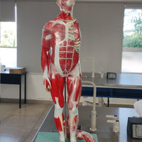 Anatomia Humana 