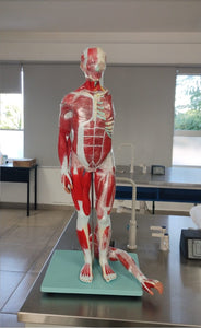 Anatomia Humana 