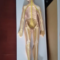 Modelo anatómico del sistema nervioso del cuerpo humano