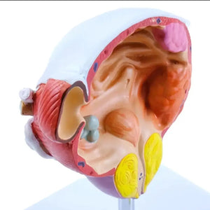 Modelo anatomico enfermedades de vejiga y tumores prostaticos