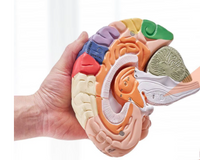 Modelo de Anatomía de Tamaño Natural 1.5
