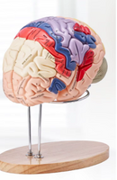 Modelo de Anatomía de Tamaño Natural 1.5
