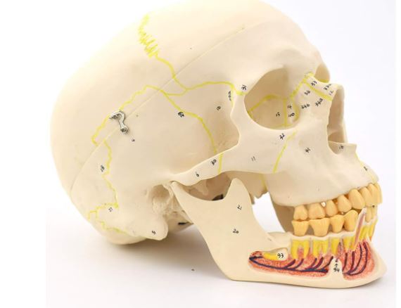 Craneo de Anatomia mandibular con vasos sanguineos y nervios