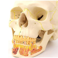 Craneo de Anatomia mandibular con vasos sanguineos y nervios