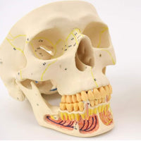 Craneo de Anatomia mandibular con vasos sanguineos y nervios