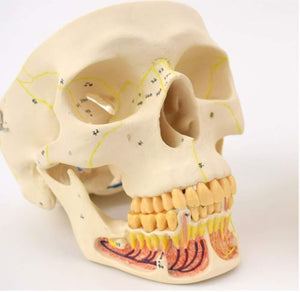 Craneo de Anatomia mandibular con vasos sanguineos y nervios