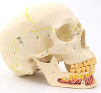 Craneo de Anatomia mandibular con vasos sanguineos y nervios
