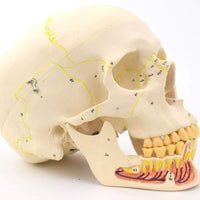 Craneo de Anatomia mandibular con vasos sanguineos y nervios