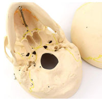 Craneo de Anatomia mandibular con vasos sanguineos y nervios
